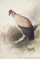 Condor